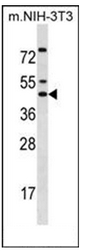 Western blot analysis of IRX5 / IRXB2 Antibody (C-term) in mouse NIH-3T3 cell line lysates (35ug/lane). This demonstrates the IRX5 antibody detected the IRX5 protein (arrow).