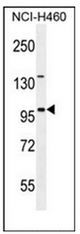 Western blot analysis of ITIH5 Antibody (C-term) in NCI-H460 cell line lysates (35ug/lane). This demonstrates the ITIH5 antibody detected the ITIH5 protein (arrow).