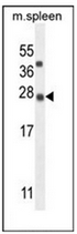 Western blot analysis of KIAA1143 Antibody (N-term) in mouse spleen tissue lysates (35ug/lane).