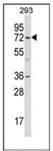 Western blot analysis of KCND1 Antibody (N-term) in 293 cell line lysates (35ug/lane). This demonstrates the KCND1 antibody detected the KCND1 protein (arrow).