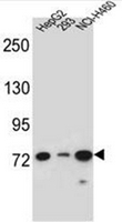 Western blot analysis of LNX2 Antibody (C-term) in HepG2, 293, NCI-H460 cell line lysates (35ug/lane). This demonstrates the LNX2 antibody detected the LNX2 protein (arrow).