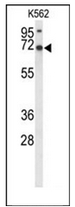 Western blot analysis of LRRC4 Antibody (C-term) in K562 cell line lysates (35ug/lane). LRRC4 (arrow) was detected using the purified Pab.
