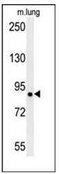 Western blot analysis of LRRC4B Antibody (N-term) in mouse lung tissue lysates (15ug/lane). This demonstrates the LRRC4B antibody detected LRRC4B protein (arrow)