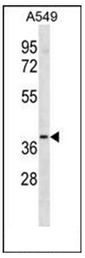 Western blot analysis of LTB4R2 Antibody (C-term) in A549 cell line lysates (35ug/lane). This demonstrates the LTB4R2 antibody detected the LTB4R2 protein (arrow).