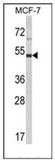 Western blot analysis of LUC7L2 Antibody (C-term) in MCF-7 cell line lysates (35ug/lane). LUC7L2 (arrow) was detected using the purified Pab.