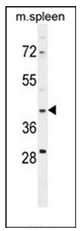 Western blot analysis of Methionine aminopeptidase 1D Antibody in mouse spleen cell line lysates (35ug/lane).