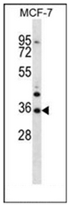 Western blot analysis of MORN3 Antibody (Center) in MCF-7 cell line lysates (35ug/lane). This demonstrates the MORN3 antibody detected the MORN3 protein (arrow).