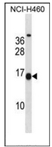 Western blot analysis of MSGN1 Antibody (Center) in NCI-H460 cell line lysates (35ug/lane). This demonstrates the MSGN1 antibody detected the MSGN1 protein (arrow).