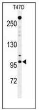 Western blot analysis of NUP210 / GP210 Antibody (N-term) in T47D cell line lysates (35ug/lane). NUP210 (arrow) was detected using the purified Pab.