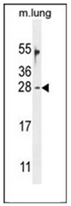 Western blot analysis of OAZ2 Antibody (C-term) in mouse lung tissue lysates (35ug/lane). This demonstrates the OAZ2 antibody detected the OAZ2 protein (arrow).