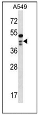 Western blot analysis of OBFC1 Antibody (C-term) in A549 cell line lysates (35ug/lane). This demonstrates the OBFC1 antibody detected the OBFC1 protein (arrow).