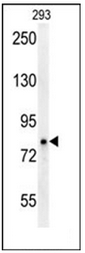 Western blot analysis of P protein Antibody (N-term) in 293 cell line lysates (35ug/lane). This demonstrates the OCA2 antibody detected the OCA2 protein (arrow).