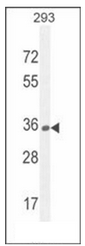 Western blot analysis of OR10H1 Antibody (C-term) in 293 cell line lysates (35ug/lane).This demonstrates the OR10H1 antibody detected the OR10H1 protein (arrow).