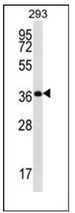 Western blot analysis of OR10H5 Antibody (C-term) in 293 cell line lysates (35ug/lane).This demonstrates the OR10H5 antibody detected the OR10H5 protein (arrow).