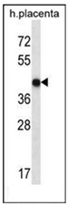 Western blot analysis of OR10V1 Antibody (C-term) in human placenta tissue lysates (35ug/lane). This demonstrates the OR10V1 antibody detected the OR10V1 protein (arrow).
