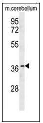 Western blot analysis of OR10X1 Antibody (Center) in mouse cerebellum tissue lysates (35ug/lane). This demonstrates the OR10X1 antibody detected the OR10X1 protein (arrow).