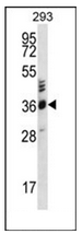 Western blot analysis of OR2T27 Antibody (C-term) in 293 cell line lysates (35ug/lane). This demonstrates the OR2T27 antibody detected the OR2T27 protein (arrow).