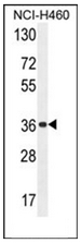 Western blot analysis of OR4A47 Antibody (C-term) in NCI-H460 cell line lysates (35ug/lane). This demonstrates the OR4A47 antibody detected the OR4A47 protein (arrow