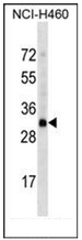 Western blot analysis of OR4D2 Antibody (C-term) in NCI-H460 cell line lysates (35ug/lane). This demonstrates the OR4D2 antibody detected the OR4D2 protein (arrow).