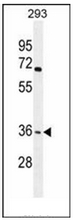 Western blot analysis of OR4F15 Antibody (N-term) in 293 cell line lysates (35ug/lane). This demonstrates the OR4F15 antibody detected the OR4F15 protein (arrow).