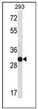 Western blot analysis of OR4K14 Antibody (N-term) in 293 cell line lysates (35ug/lane). This demonstrates the OR4K14 antibody detected the OR4K14 protein (arrow).