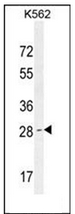 Western blot analysis of OR52D1 Antibody (C-term) in K562 cell line lysates (35ug/lane). This demonstrates the OR52D1 antibody detected the OR52D1 protein (arrow).