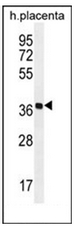 Western blot analysis of OR5AS1 Antibody (C-term) in human placenta tissue lysates (35ug/lane). This demonstrates the OR5AS1 antibody detected the OR5AS1 protein (arrow).