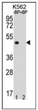Western blot analysis of OR8K3 Antibody (C-term) pre-incubated without (lane 1) and with (lane 2) blocking peptide in K562 cell line lysate. OR8K3 Antibody (C-term) (arrow) was detected using the purified Pab (1:60/250 dilution).
