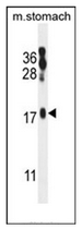 Western blot analysis of ORMDL2 Antibody (Center) in mouse stomach tissue lysates (35ug/lane). This demonstrates the ORML2 antibody detected the ORMDL2 protein (arrow).