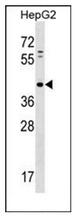 Western blot analysis of PAP2D Antibody (Center) in HepG2 cell line lysates (35ug/lane). This demonstrates the PAP2D antibody detected the PAP2D protein (arrow).