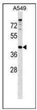 Western blot analysis of PAQR7 Antibody (C-term) - in A549 cell line lysates (35ug/lane). This demonstrates the PAQR7 antibody detected the PAQR7 protein (arrow).