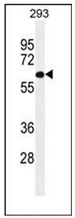 Western blot analysis of PATL2 Antibody (Center) in 293 cell line lysates (35ug/lane).This demonstrates the PATL2 antibody detected the PATL2 protein (arrow).