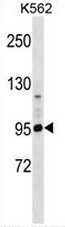 PCDHA4 Antibody (C-term) western blot analysis in K562 cell line lysates (35ug/lane).This demonstrates the PCDHA4 antibody detected the PCDHA4 protein (arrow).