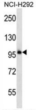 Western blot analysis in NCI-H292 cell line lysates (35ug/lane) using PCDHB11 antibody. (N-term). This demonstrates the PCDHB11 antibody detected the PCDHB11 protein (arrow).