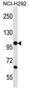 Western blot analysis in NCI-H292 cell line lysates (35ug/lane) using PCDHB12 antibody. (C-term).This demonstrates the PCDHB12 antibody detected the PCDHB12 protein (arrow).