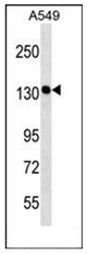Western blot analysis of SCC-112 / PDS5A Antibody (C-term) in A549 cell line lysates (35ug/lane). This demonstrates the PDS5A antibody detected the PDS5A protein (arrow).