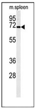 Western blot analysis of PHACTR4 Antibody (C-term) in mouse spleen tissue lysates (35ug/lane). PHACTR4 (arrow) was detected using the purified Pab.