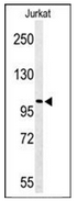 Western blot analysis of PLEKHH2 Antibody (C-term) in Jurkat cell line lysates (35ug/lane). PKHH2 (arrow) was detected using the purified Pab.