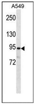 Western blot analysis of PKP3 Antibody (C-term) in A549 cell line lysates (35ug/lane). This demonstrates the PKP3 antibody detected the PKP3 protein (arrow).