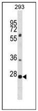 Western blot analysis of PLEKHF1 Antibody (N-term) in 293 cell line lysates (35ug/lane). This demonstrates the PLEKHF1 antibody detected the PLEKHF1 protein (arrow).
