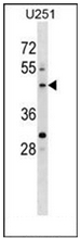 Western blot analysis of PLEKHO2 Antibody (N-term) in U251 cell line lysates (35ug/lane). This demonstrates the PLEKHO2 antibody detected the PLEKHO2 protein (arrow).