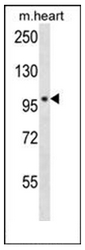 Western blot analysis of POLN Antibody (C-term) in mouse heart tissue lysates (35ug/lane). This demonstrates the POLN antibody detected the POLN protein (arrow).