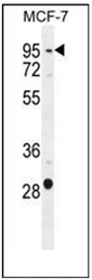 Western blot analysis in MCF-7 cell line lysates (35ug/lane) using PTCHD3 Antibody (C-term). This demonstrates the PTCHD3 antibody detected the PTCHD3 protein (arrow).