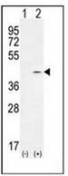 Western blot analysis of PTK9L (arrow) using PTK9L Antibody (N-term) in mouse lung tissue lysates (35ug/lane). This demonstrates the PTK9L antibody detected the PTK9L protein (arrow).