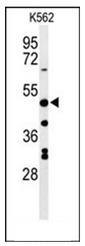 Western blot analysis of RHBG Antibody (C-term) in K562 cell line lysates (35ug/lane). RHBG (arrow) was detected using the purified Pab.