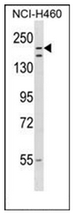 Western blot analysis of RNF160 Antibody in NCI-H460 cell line lysates (35ug/lane).This demonstrates the RNF160 antibody detected the RNF160 protein (arrow).