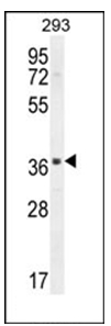 Western blot analysis in 293 cell line lysates (35 ug/lane) using SACA1 Antibody (N-term). This demonstrates the SACA1 antibody detected the SACA1 protein (arrow).