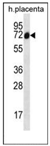 Western blot analysis of SCLT1 Antibody (C-term) in Human placenta tissue lysates (35ug/lane). This demonstrates the SCLT1 antibody detected the SCLT1 protein (arrow).