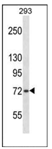 Western blot analysis using SH2B1 Antibody (C-term) in 293 cell line lysates (35ug/lane).This demonstrates the SH2B1 antibody detected the SH2B1 protein (arrow).