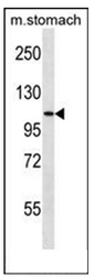Western blot analysis of SH3RF3 Antibody (C-term) in mouse stomach tissue lysates (35ug/lane).This demonstrates the SH3RF3 antibody detected the SH3RF3 protein (arrow).